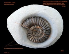 Lias, Cephalopode, Androgynoceras(Oistoceras)figulinum (SIMPSON)