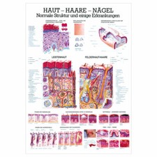 Haut-Haare-Nägel Lehrtafel Anatomie 100x70 cm medizinische Lehrmittel