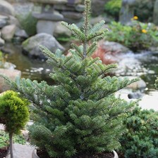 Koreatanne Molli 30-40cm -