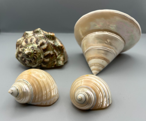 Große trochus muschel - große,