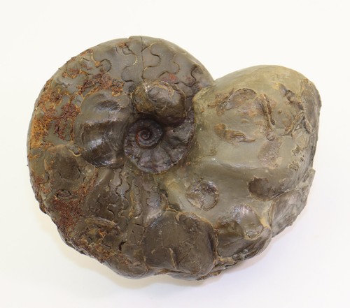 Ceratit ceratites - ceratit,,