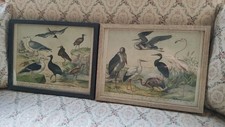2x Schultafeln / Schautafeln ,Vögel um 1900