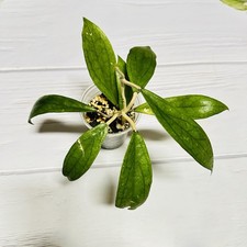 Hoya Finlaysonii Long Leaf