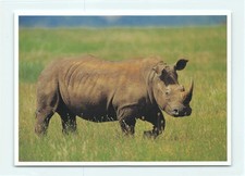 1 AK Afrikanisches Breitmaulnashorn Nashorn Rhinozeros Afrika - USA 4 !!! ::