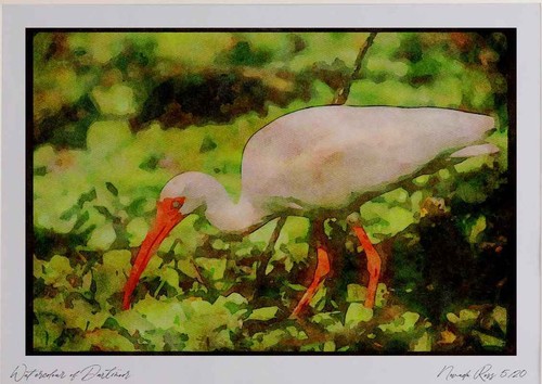 289020 weißes ibis aquarell - 289020,