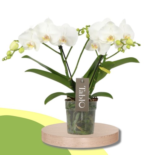 Phalaenopsis tablo champagne - phalaenopsis,