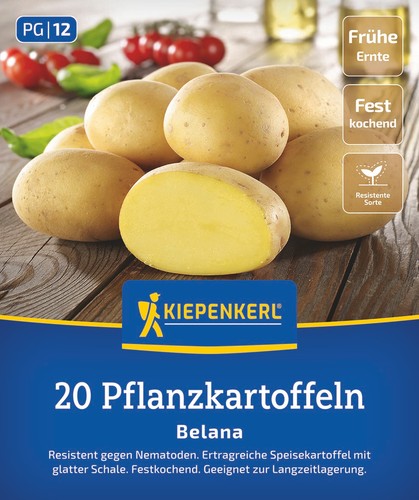 Pflanzkartoffel belana 20x - pflanzkartoffel,