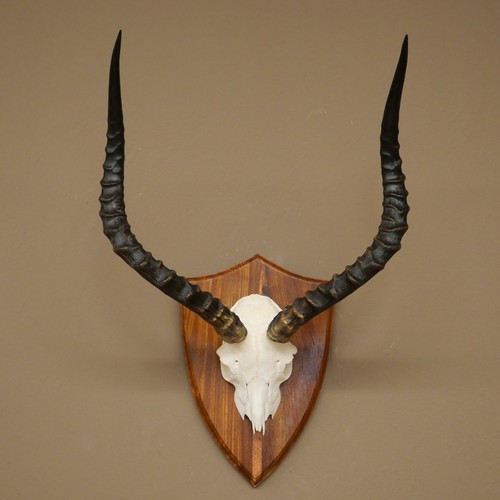 Impala antilope - antilope, (aepyceros)