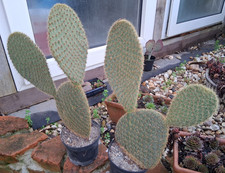 Opuntia scheeri XXL frosthart