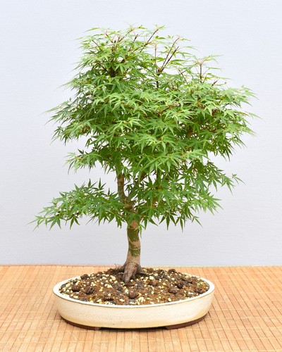 Bonsai outdoor roter - outdoor,,