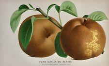 Pieter J. de Pannemaeker, Chromolithographie, Birne Olivier de Serres