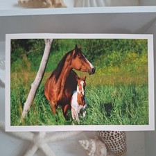 Pferdepostkarte AK Pferd Korsch Quarter-Horse-Stute mit Fohlen 04/2012