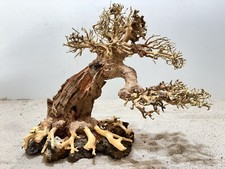 Aquarienwurzel, Bonsai