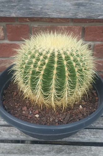 Echinocactus grusonii - echinocactus,