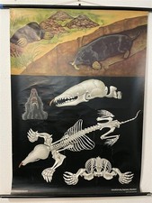 Alte Schulkarte Maulwurf