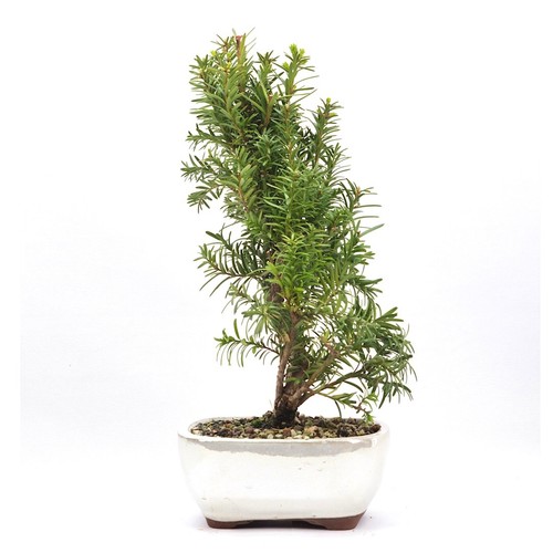 Bonsai eibe hybrid taxus - eibe, 'taxus