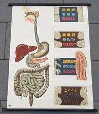 DDR Rollkarte Verdauung Magen