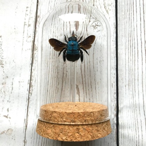 Blaue zimmermannsbiene - blaue,