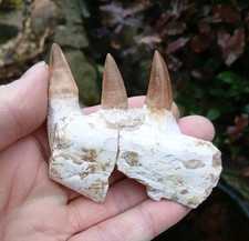 Fossil Mosasaurier Zähne Zahn