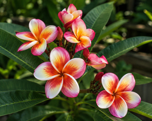 003382a frangipani violina - frangipani,