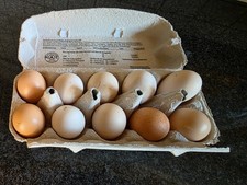 10 bunte Bruteier von