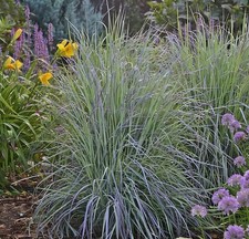 5 x Schizachyrium scoparium