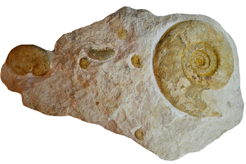 Stufe progeronia - stufe,