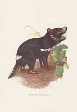 Beutelteufel Sarcophilus harrisii Farbdruck von 1959 Tasmanischer Teufel