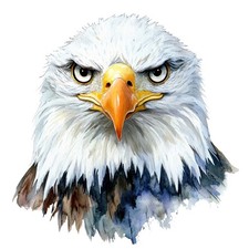 2x Sticker Weißkopfseeadler