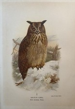 Original graphic fauna owl - graphic, fauna: