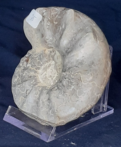 Ammonit ceratite komprimiert - ammonit,