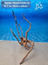 🪸 Moorkienwurzel-