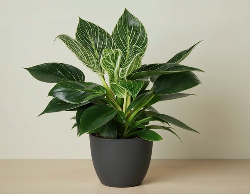 Philodendron birkin - birkin, –