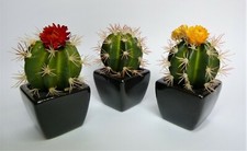 KAKTUS MIT BLÜTE KUNSTPFLANZE