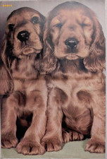 Bravo - Poster : Hundebabys