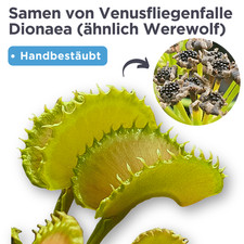 10  Samen Dionaea Werewolf