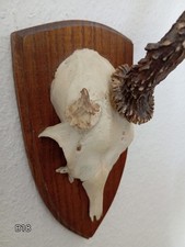 REHBOCK TROPHÄE  (abnormal)