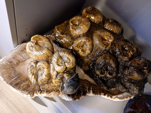 Congeria subglobosa seltenes - subglobosa,