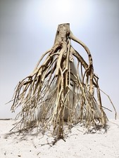 Talawa Wurzel JUMBO ähnlich