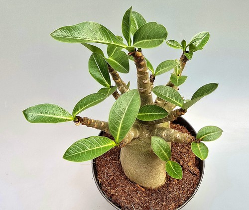 Sehr schöne adenium - schöne, baobab