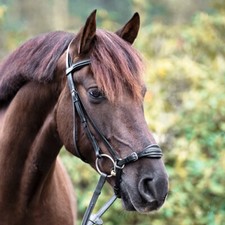 Kavalkade trense levana - %,