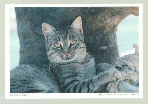 Postkarte katze kater - 1,