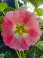 Stockrosen Samen zart rosa, hochwachsend, 100 Stück, 2025 b