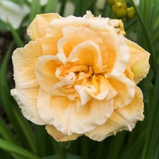 Taglilie Hemerocallis Staude