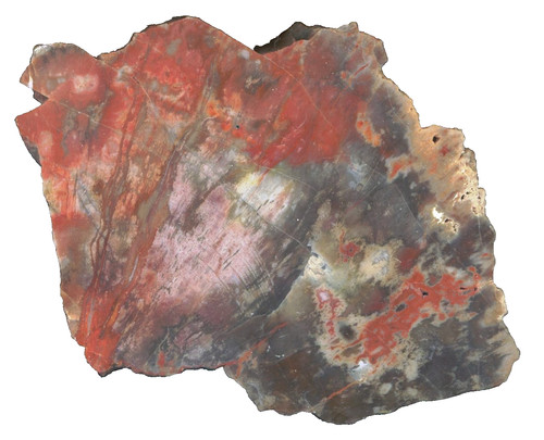 Versteinertes holz redwood - holz,