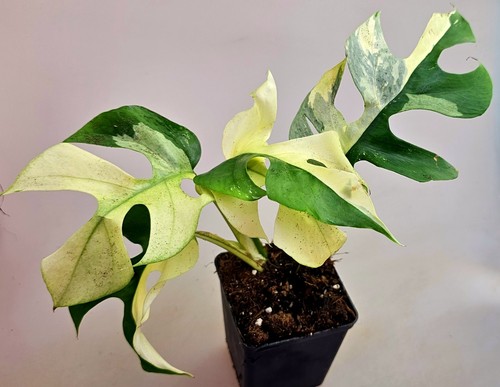 Rhaphidophora tetrasperma - rhaphidophora,