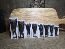 Fledermaus Tier Präparat