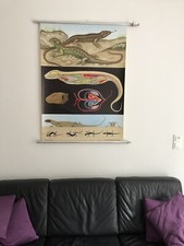 Lehrtafel/Rollkarte (Zauneidechse) Druck auf Leinwand   - vintage -
