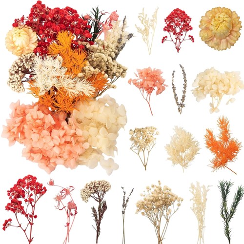Trockenblumen getrocknete - trockenblumen,