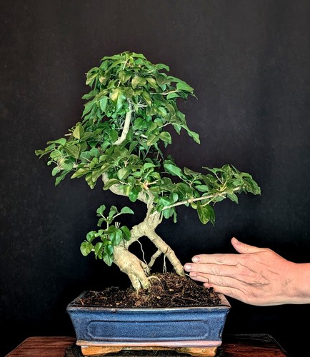 Bonsai chinesischer liguster - bonsai,